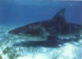 Screenshot Thumbnail / Media File 1 for Shark Alert (CD-i)