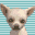 Nintendogs - Chihuahua & Friends (K)(Independent) Icon